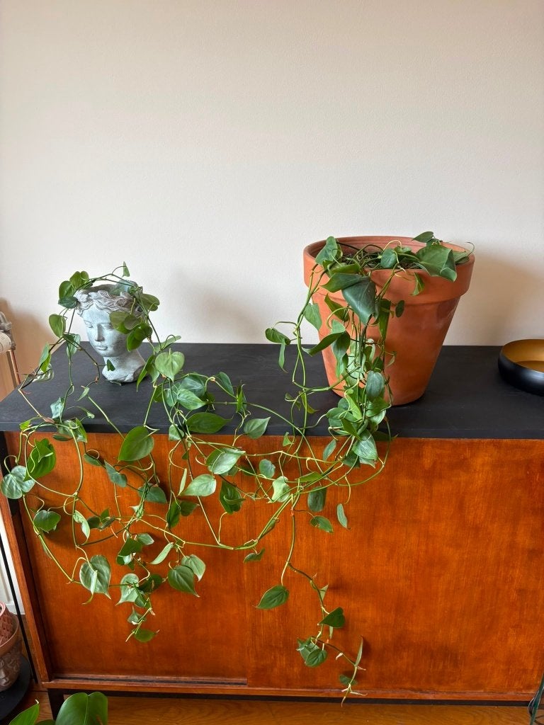 Prachtige hangplant, Huis en Inrichting, Ophalen, In pot