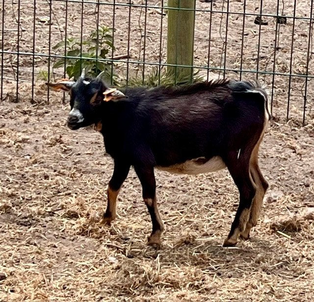 Dwerggeit vrouwtje tricolor, Femelle, Chèvre, 0 à 2 ans