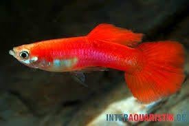 NOUVEAU POISSON, Poisson, Poisson d'eau douce, Banc de poissons