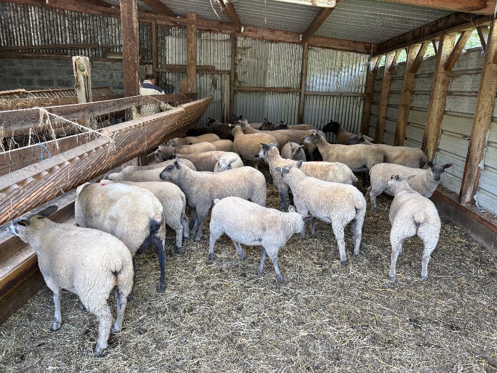 moutons, Animaux & Accessoires, Mouton