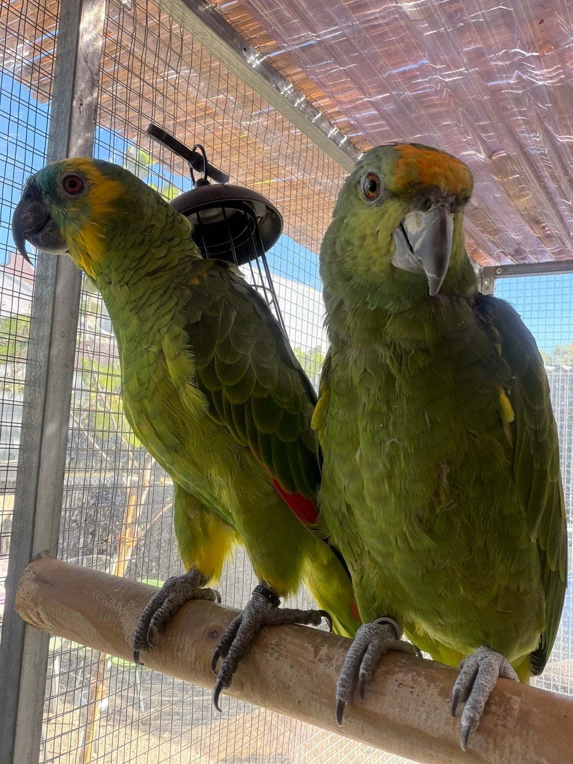 amazon couples, Animaux & Accessoires, Enlèvement ou Envoi