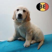 Golden Retriever reutjes - Belgische pups te koop, België, 8 tot 15 weken, Meerdere, Parvo