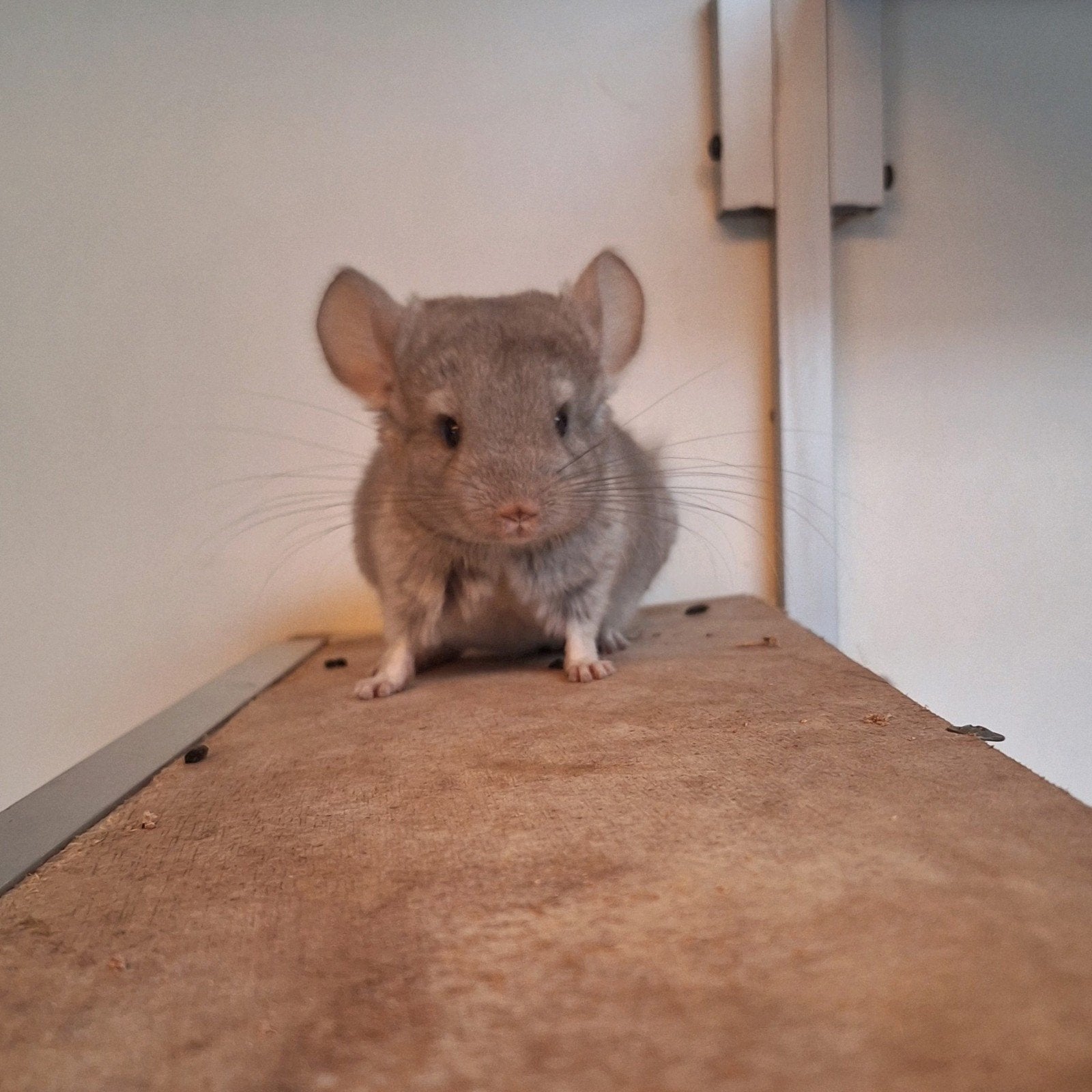 2 jonge tamme chinchilla's, Dieren en Toebehoren, Knaagdieren, April, Chinchilla