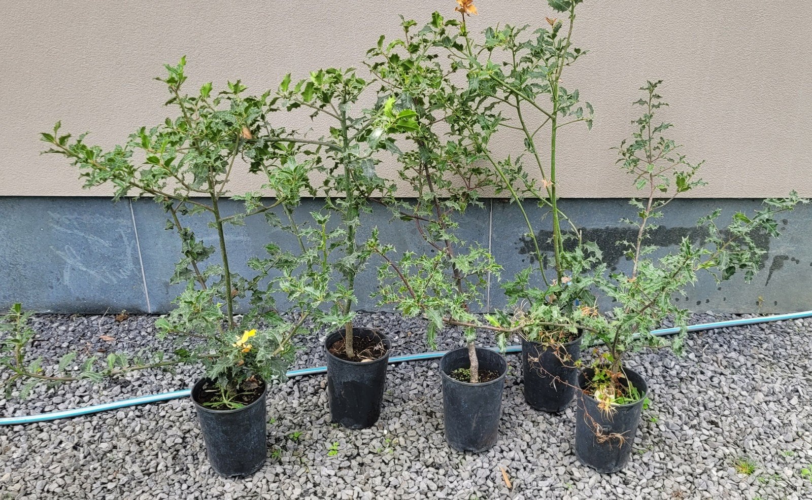 hulst - ilex aquifolium, Ophalen, Struik