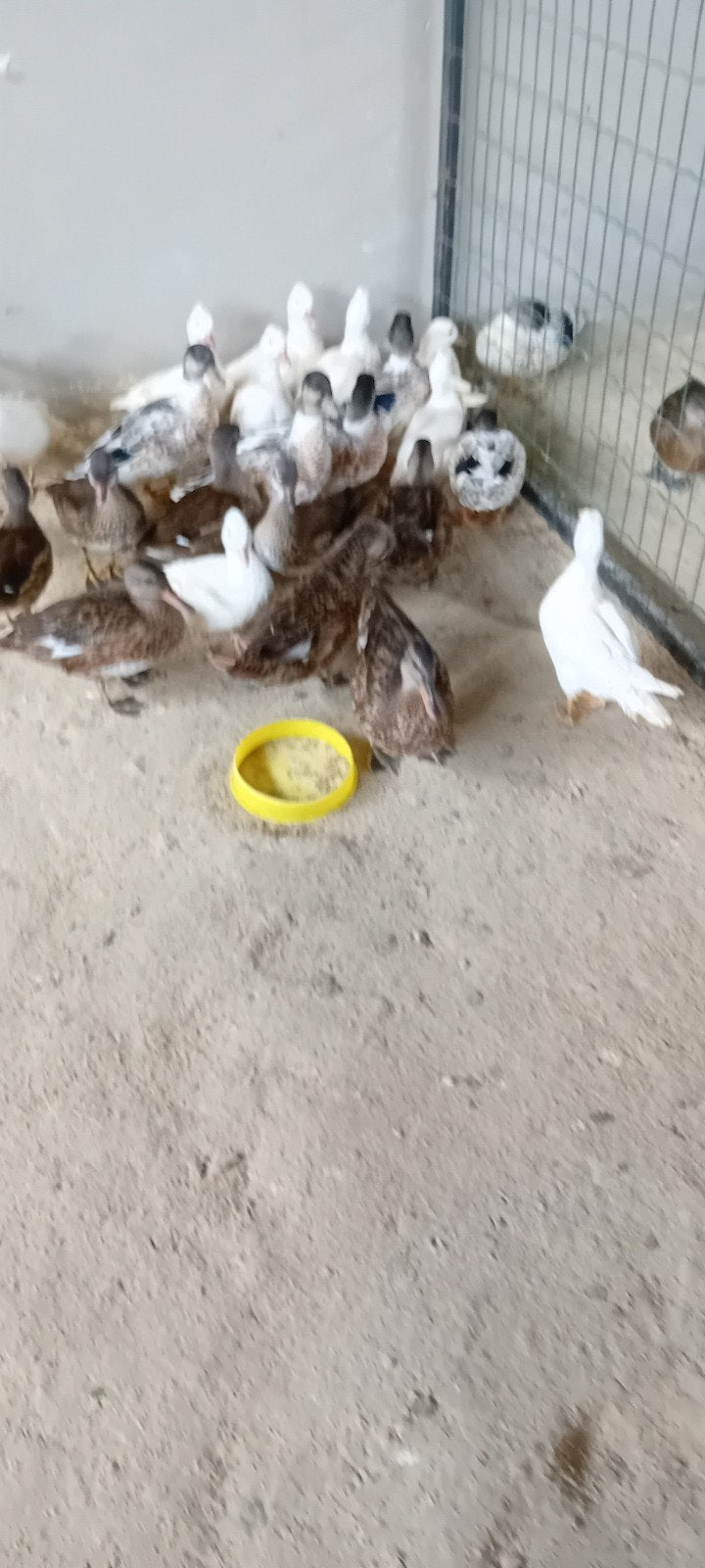 siereenden, Dieren en Toebehoren, Pluimvee