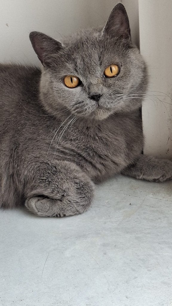 Prachtige lieve kattin te koop, Dieren en Toebehoren, Poes, Gechipt, 3 tot 5 jaar