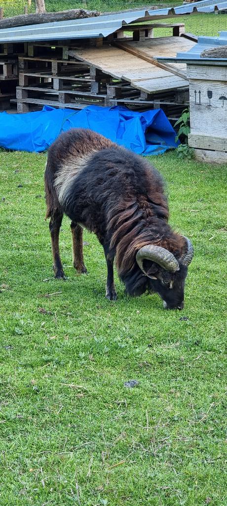 Soay mouton bélier mâle 2 ans, Dieren en Toebehoren, Overige Dieren, Mannelijk, April
