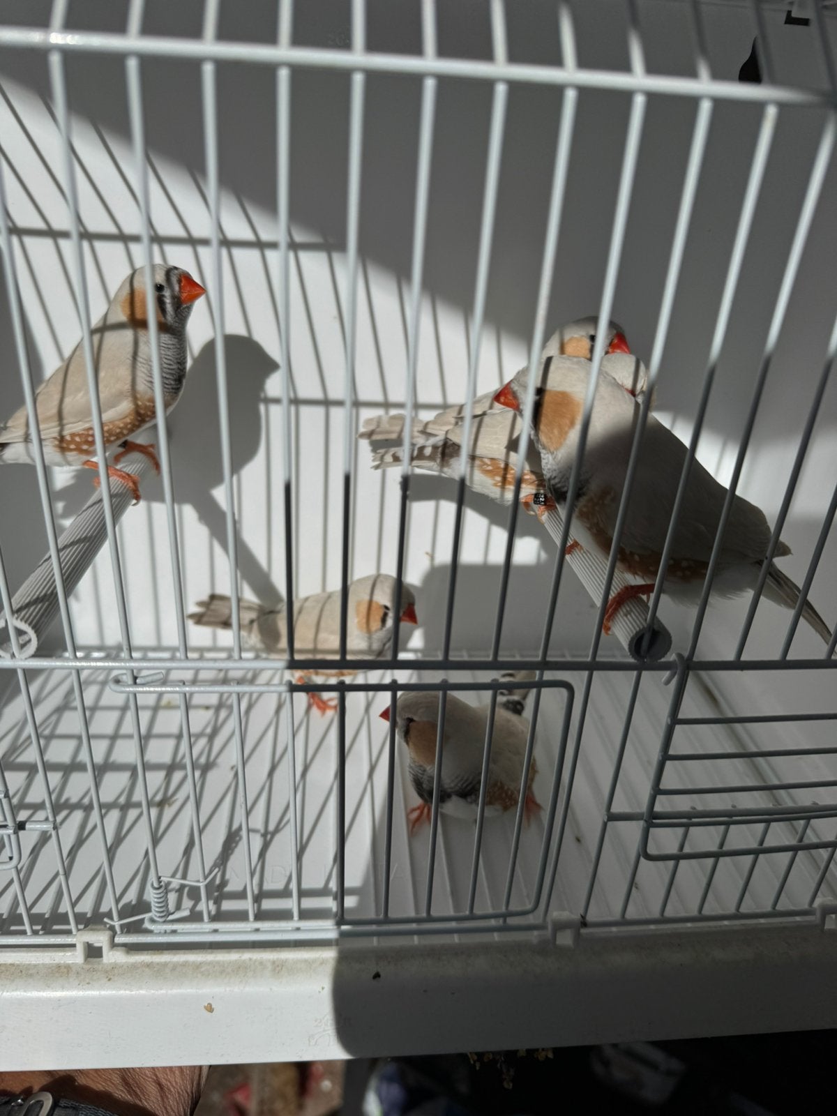 Zebravinken, Dieren en Toebehoren