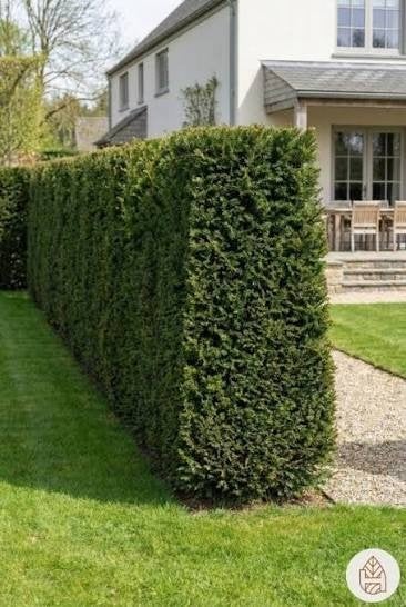 Taxus baccata, Ophalen, Taxus