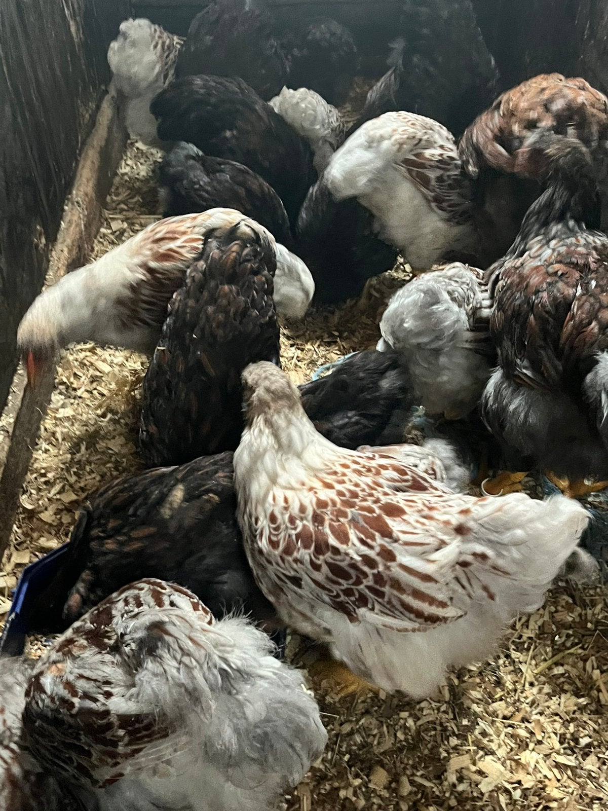 Wyandotte groothoender hennen, Femelle, Poule ou poulet