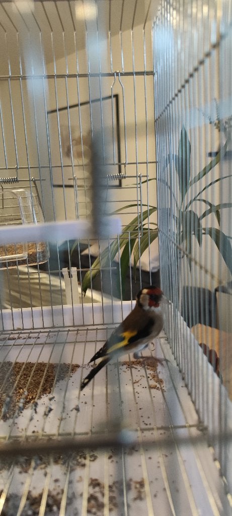Chardonneret parva, Animaux & Accessoires, Mâle, Oiseau chanteur sauvage, Domestique