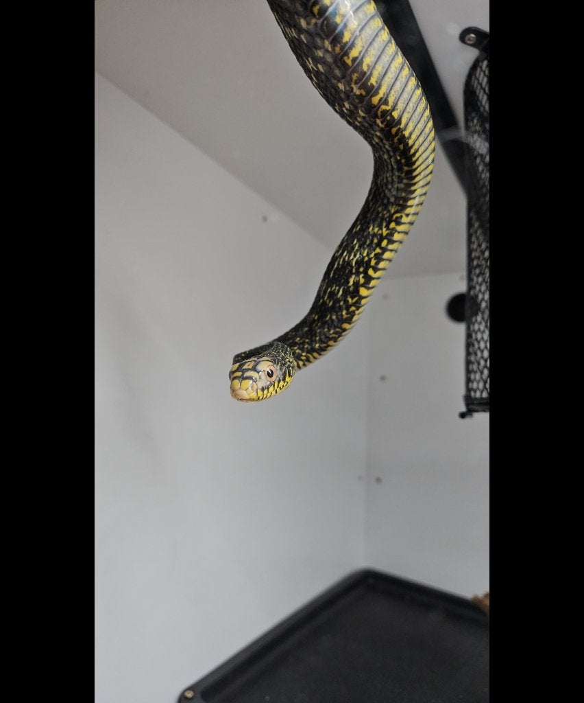 1.1 Elaphe carinata CB22 66% poss. het Anery/Axanthic(snow), Dieren en Toebehoren, Slang, 3 tot 6 jaar