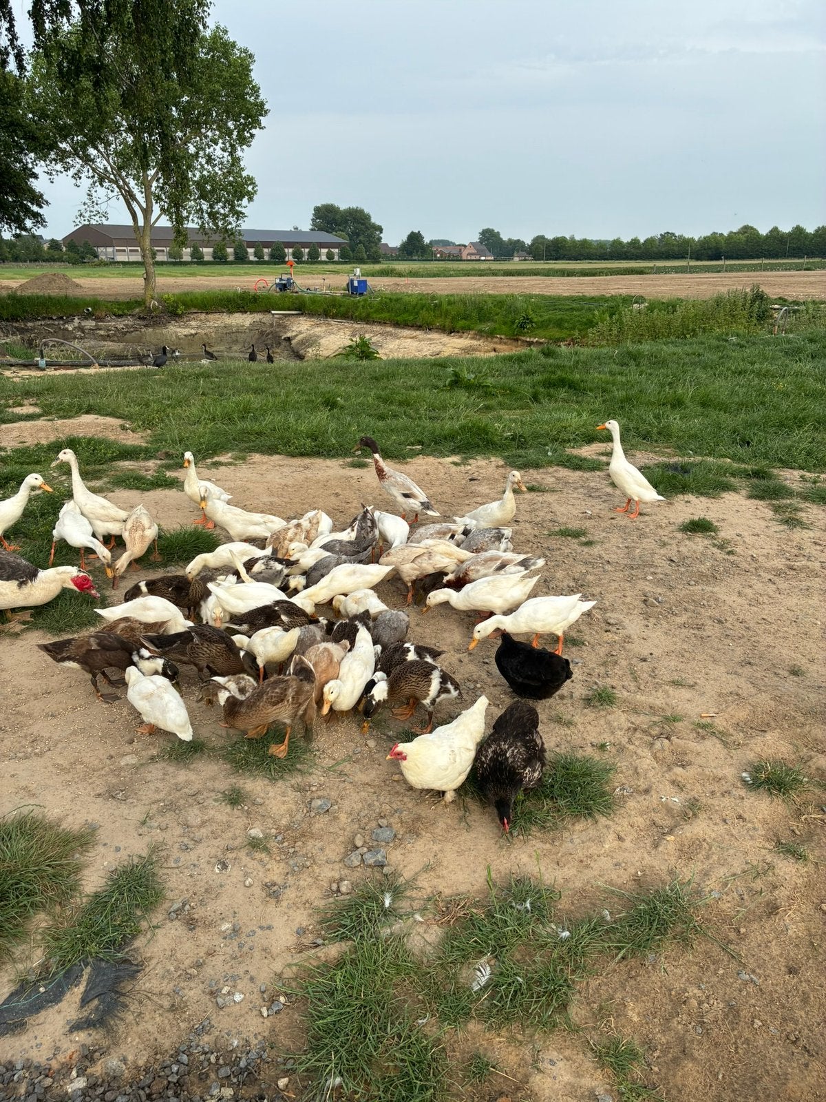 16 loopeenden, Plusieurs animaux, Canard