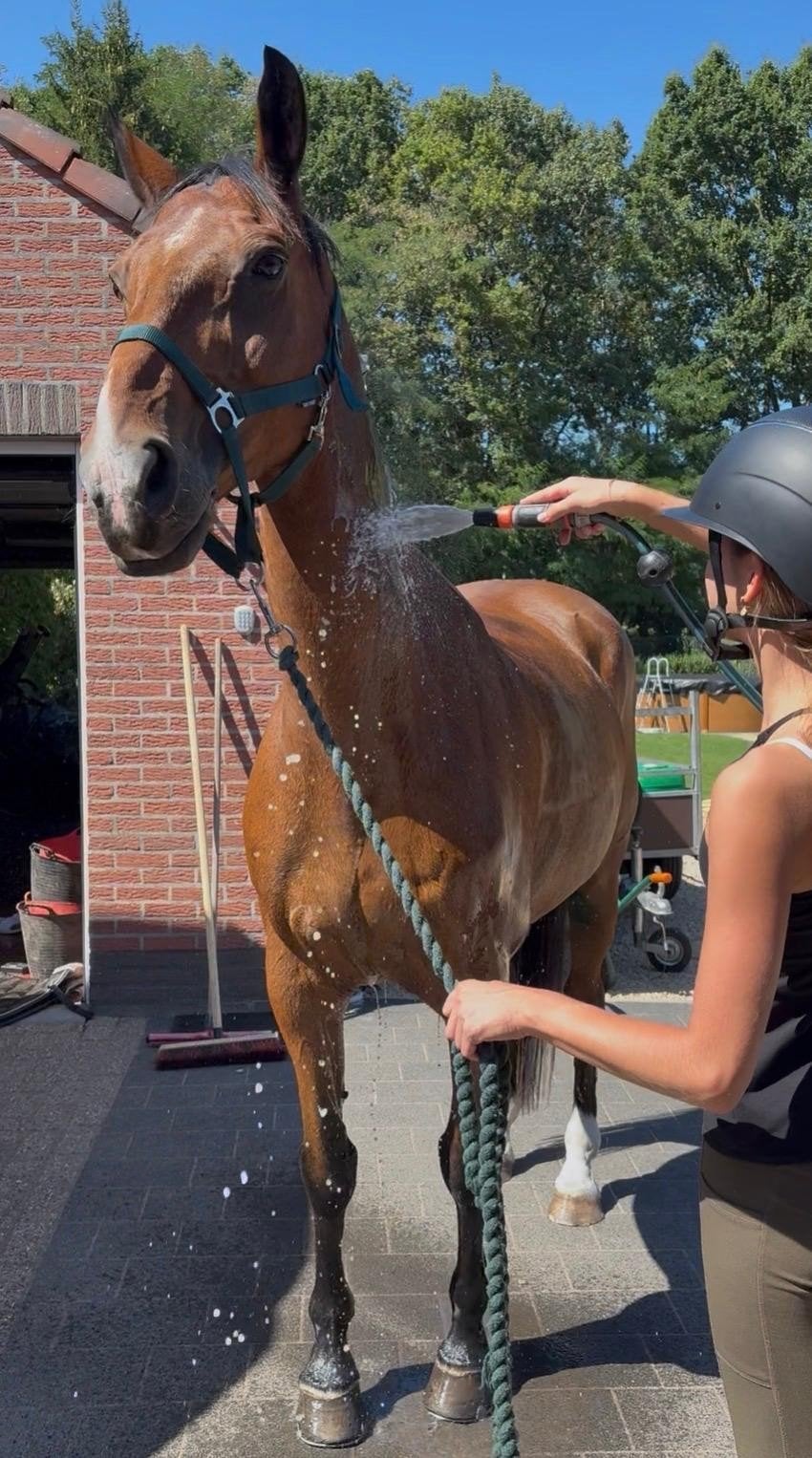 braafste bospaardje, Dieren en Toebehoren, Paarden, Met stamboom