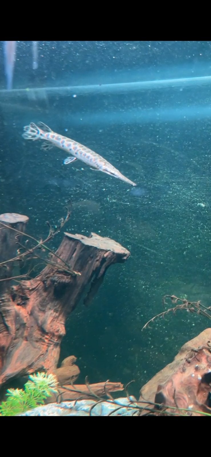 Florida gar, Ophalen, Zo goed als nieuw