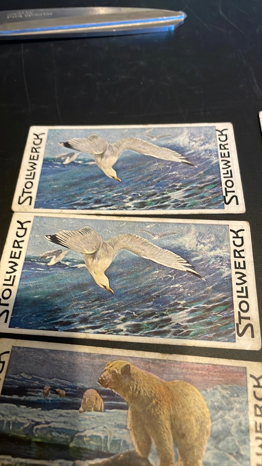 Stollwerck chromo groep 3(x3a), Verzamelen, Gebruikt, Ophalen of Verzenden, 1940 tot 1960, Dier