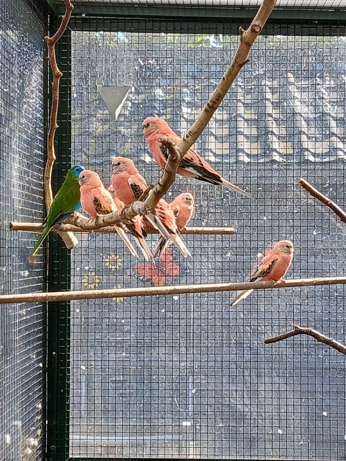 bourks wildkleur en opaline, Dieren en Toebehoren, Vogels | Parkieten en Papegaaien, Geringd