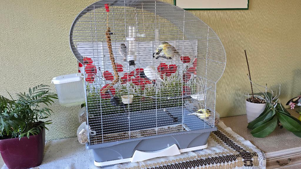 Canaris et cage, Cage à oiseaux, Enlèvement, Utilisé, Métal