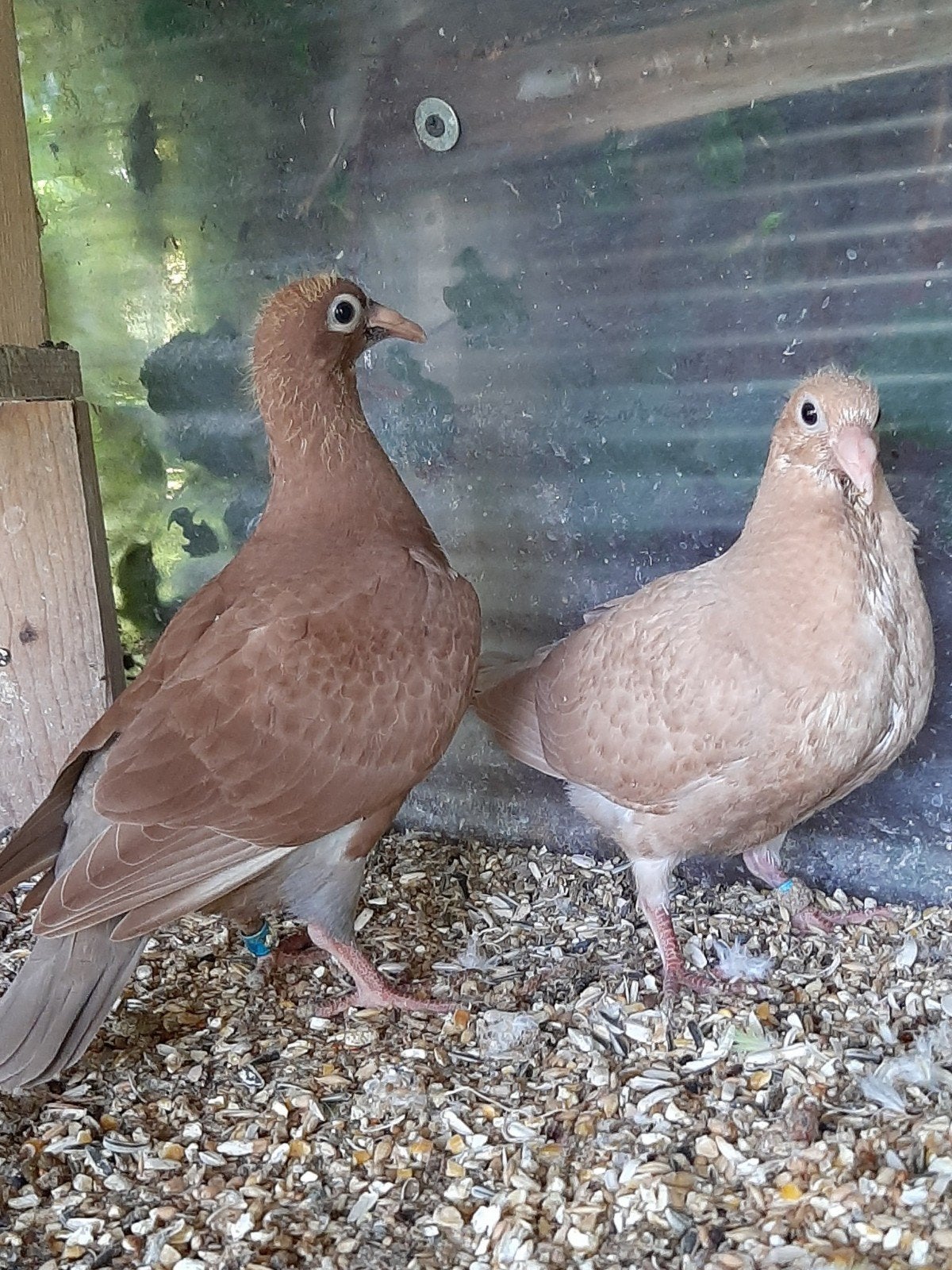 jonge tijgers meulemans, Animaux & Accessoires, Oiseaux | Pigeons, Plusieurs animaux, Pigeon voyageur