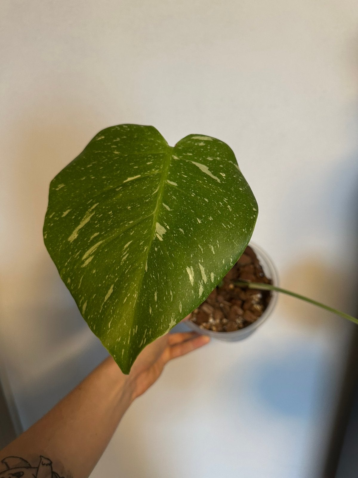 Monstera thai con, Maison & Meubles, Enlèvement