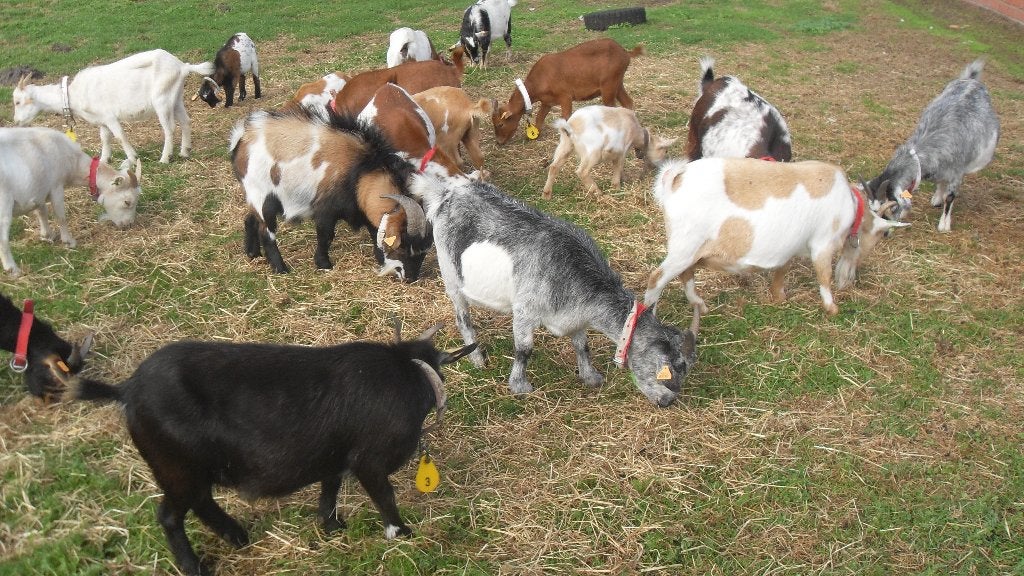 dwerggeitjes, Femelle, Chèvre, 0 à 2 ans