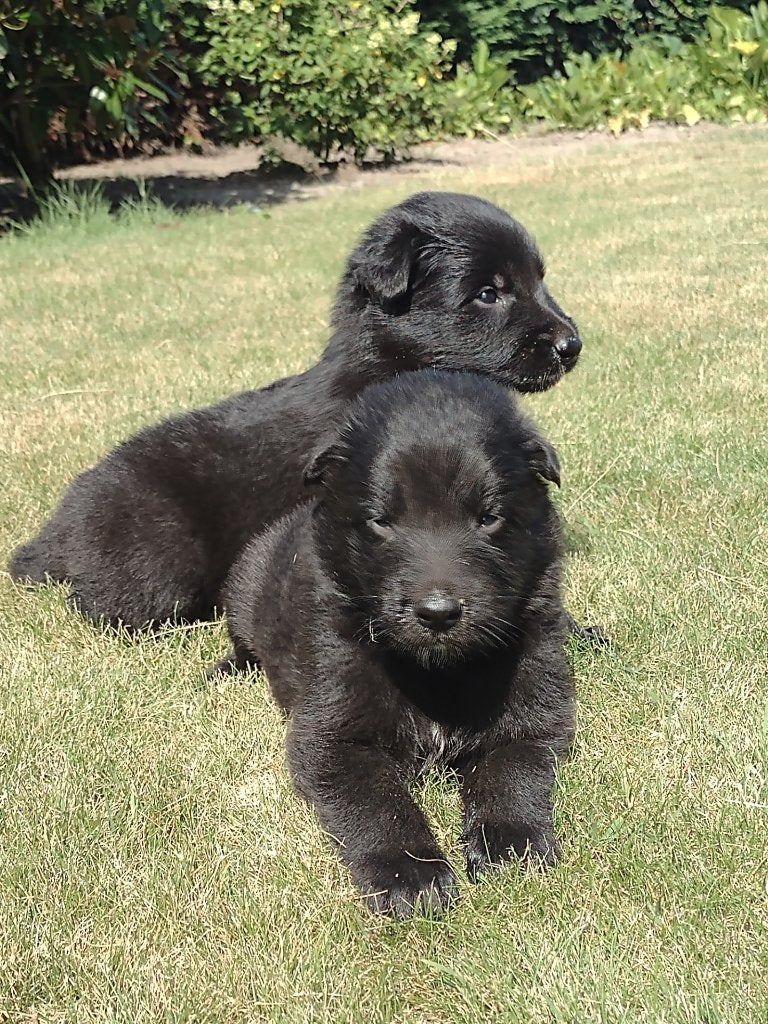 Groenendaelerpups te koop, 8 à 15 semaines, Plusieurs, Éleveur | Loisir, Belgique