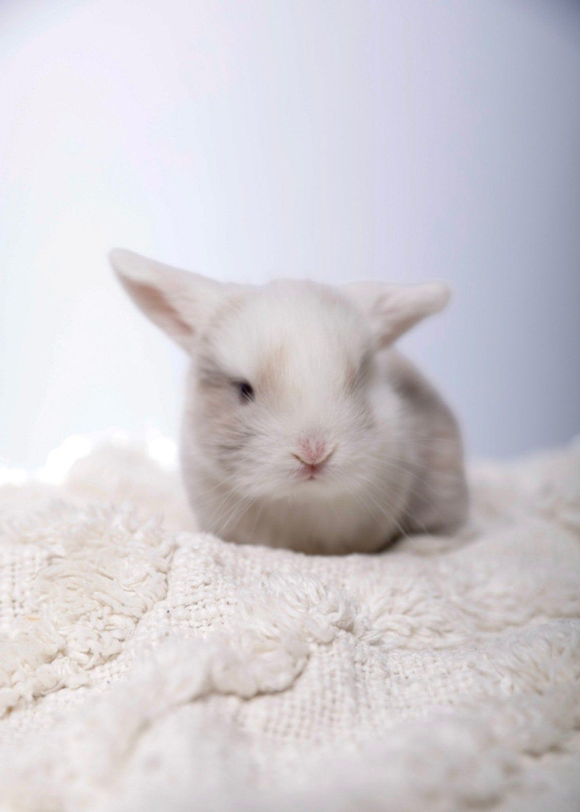 À réserver : Magnifiques Lapins Béliers Hollandais !, Animaux & Accessoires, Rongeurs & Lapins | Accessoires, Enlèvement