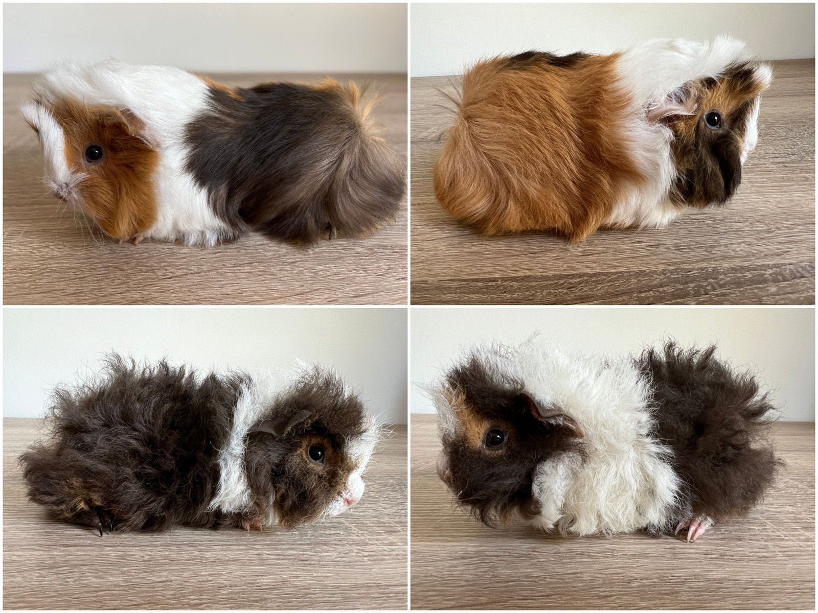 Twee knappe, lieve peruvian en alpaca cavia broertjes, Dieren en Toebehoren, Cavia, Mannelijk, Juli, Tam