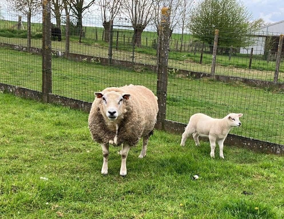 Grosse brebis lourde mouton, Animaux & Accessoires, Moutons, Chèvres & Cochons, Femelle, Mouton, 3 à 5 ans