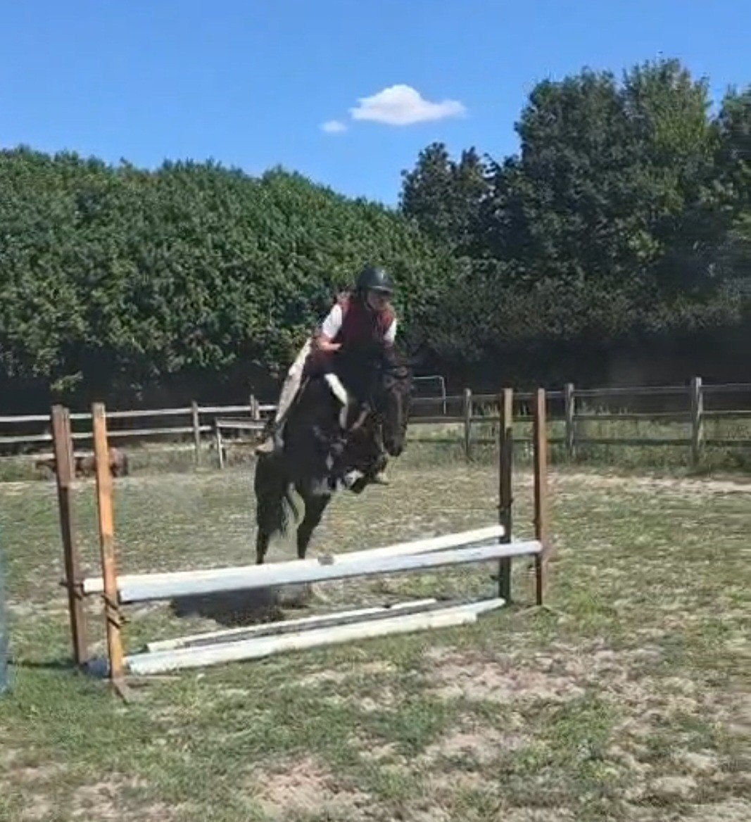 Super brave, veelzijdige NRPS D-pony ruin (6 jr, 1.47m), Dieren en Toebehoren, Ruin, Springpony, 3 tot 6 jaar, D pony (1.37m tot 1.48m)