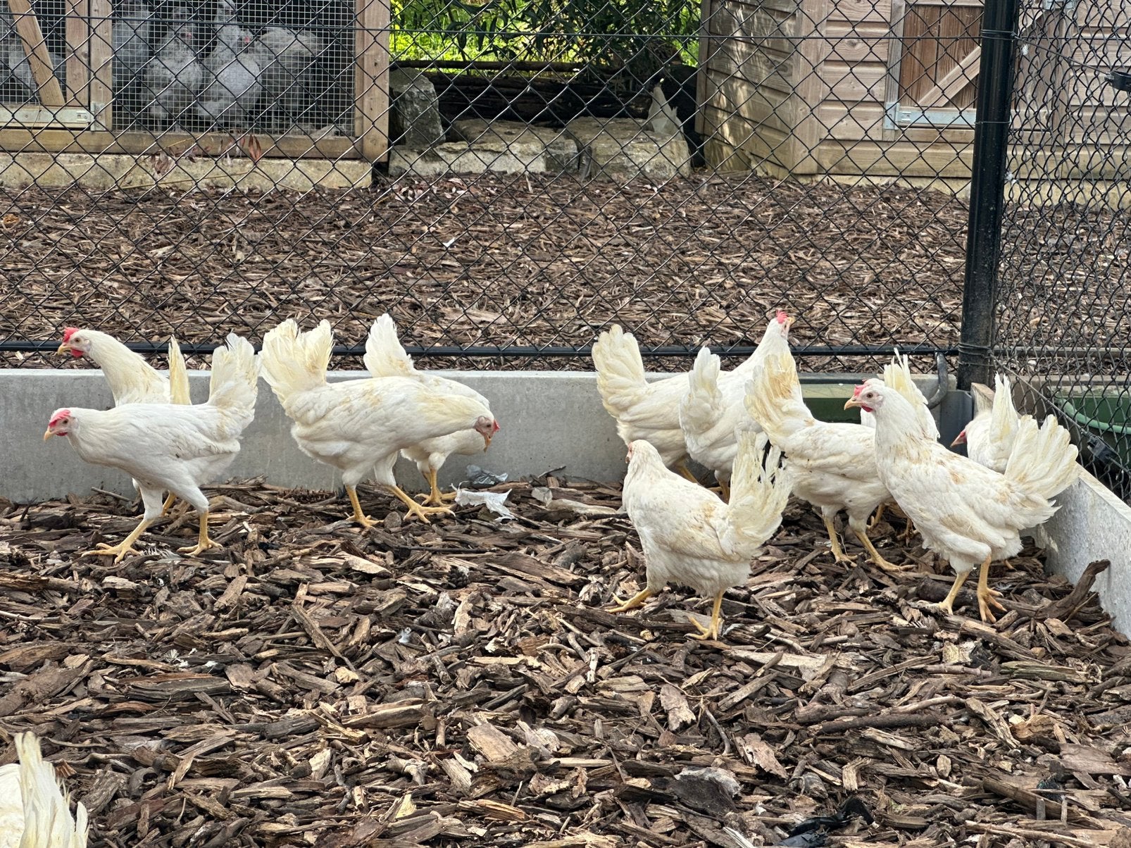 Witte leghorn ruime keuze, Dieren en Toebehoren