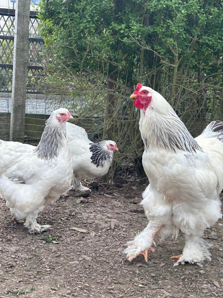 Œufs à incuber noirs et bleus de Columbia, Sexe inconnu, Poule ou poulet