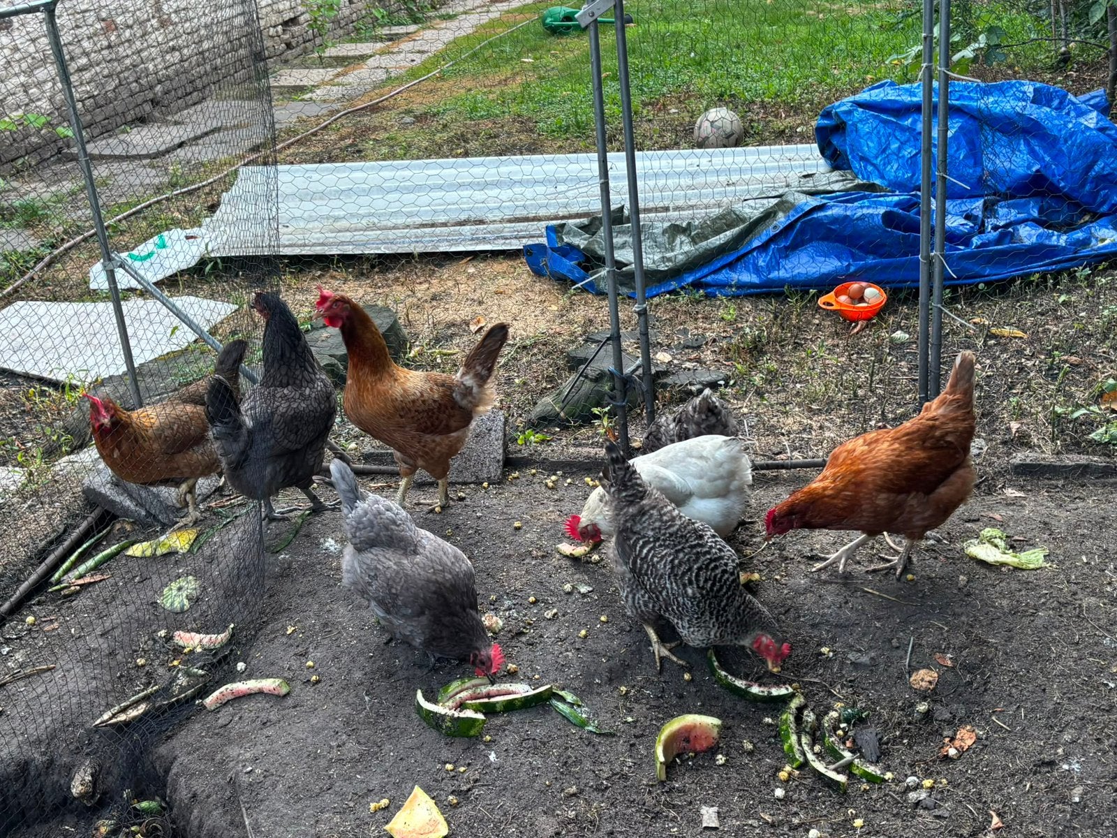 8 poules pondeuse