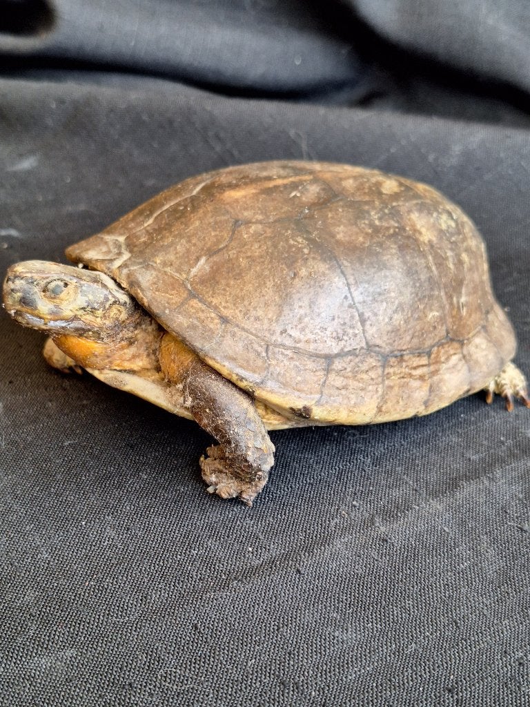OUDE TAXIDERMISCHE SCHILDPAD, Verzamelen, Ophalen of Verzenden, Gebruikt, Reptiel of Amfibie, Opgezet dier