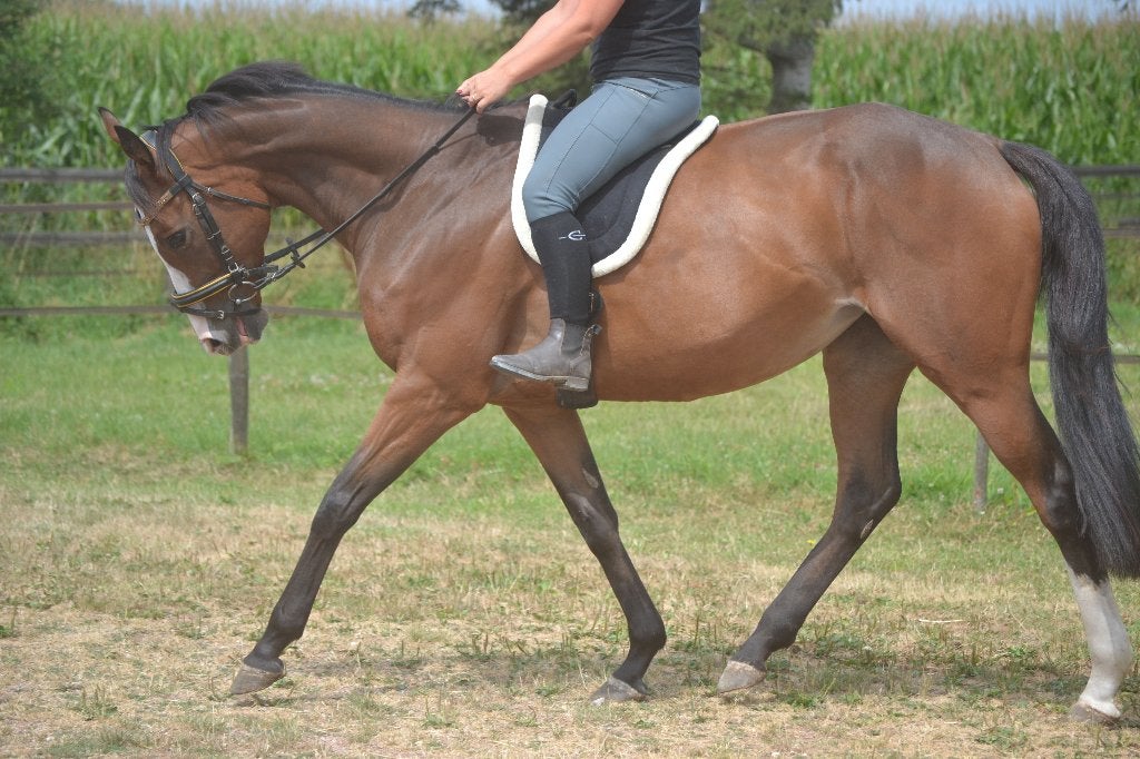 Lieve merrie, Merrie, B, 3 tot 6 jaar, 160 tot 165 cm