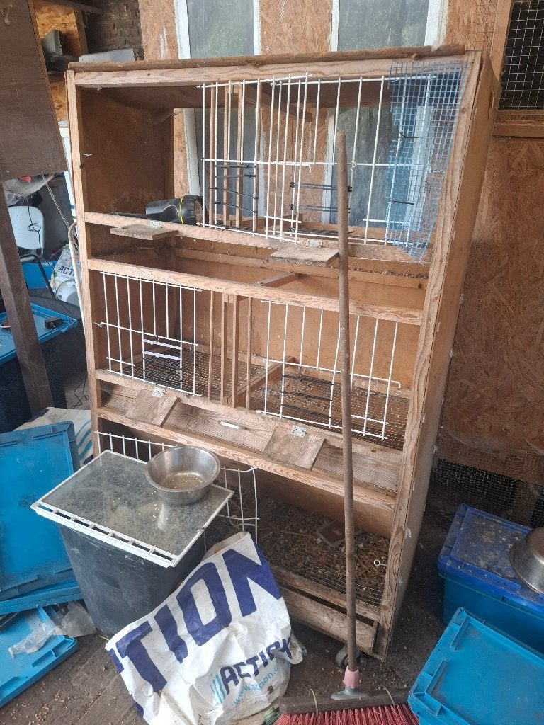 PIGEON, Femelle, Pigeon voyageur