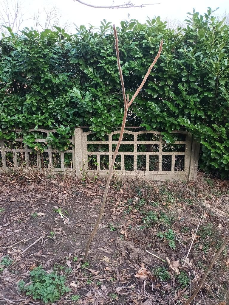 fluweelboom, Tuin en Terras, Planten | Bomen, 100 tot 250 cm, Zomer, Zuilboom, Ophalen