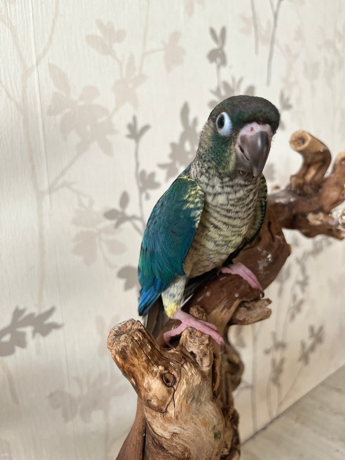Conure pyrrhura turquoise eam, Animaux & Accessoires, Femelle