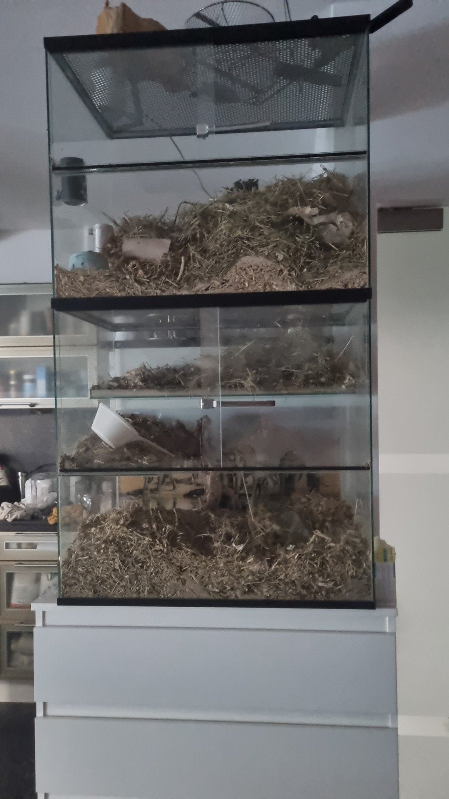 terrarium 2delig queenies, Dieren en Toebehoren, Ophalen, Gebruikt, Terrarium of Paludarium