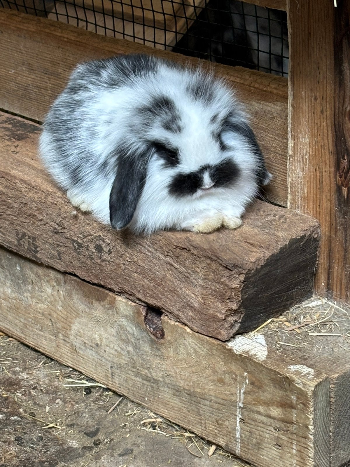 Nederlandse hangoor baby konijntjes, Dieren en Toebehoren, Konijnen, Meerdere dieren, Dwerg, Hangoor, 0 tot 2 jaar