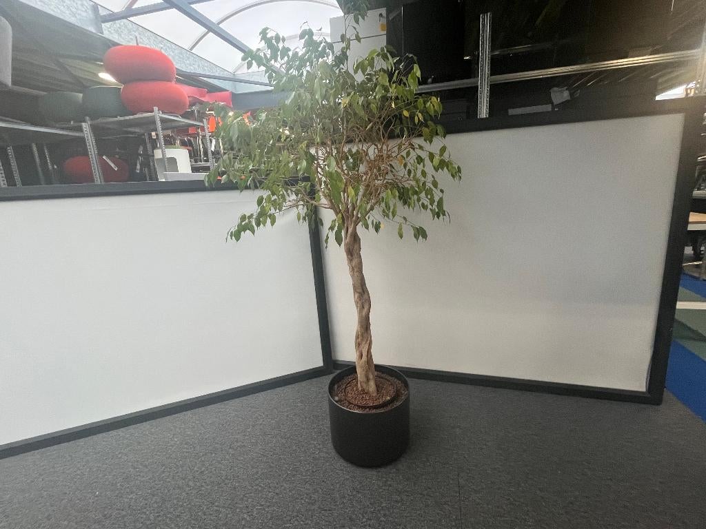 Plant + plantenbak, Tuin en Terras, Ophalen