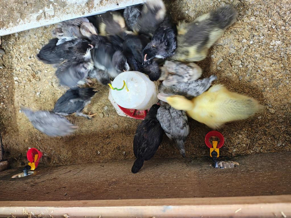 Marans kopernek zwart en blauw kuikens, Dieren en Toebehoren