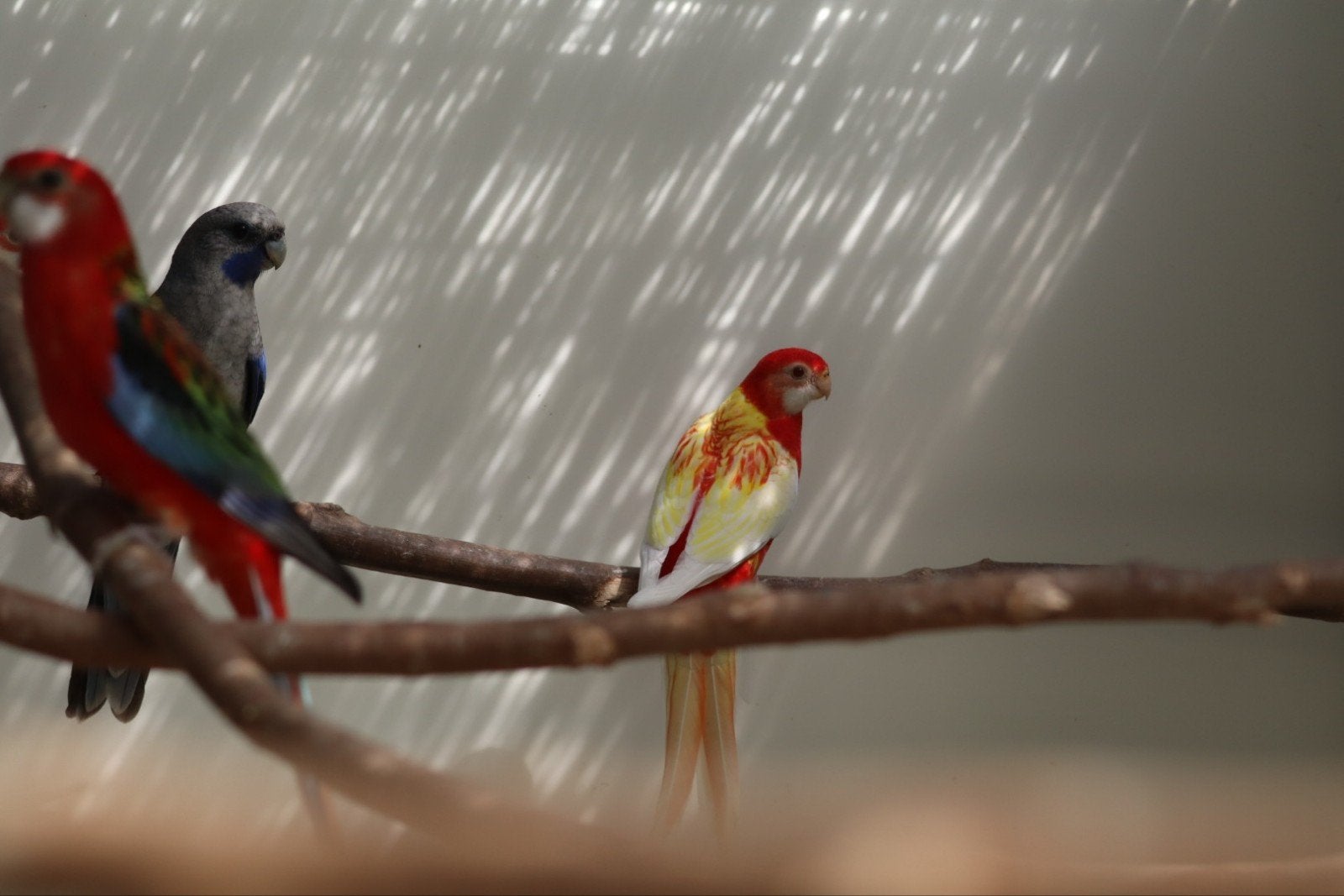 2 rubino rosella poppen, Femelle, Perruche, Bagué