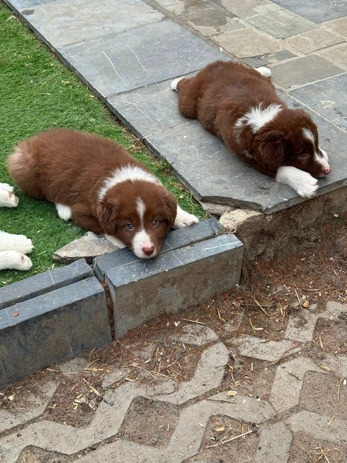 Prachtige border collie pups,enkel reutjes, België, Fokker | Hobbymatig, Reu, 8 tot 15 weken