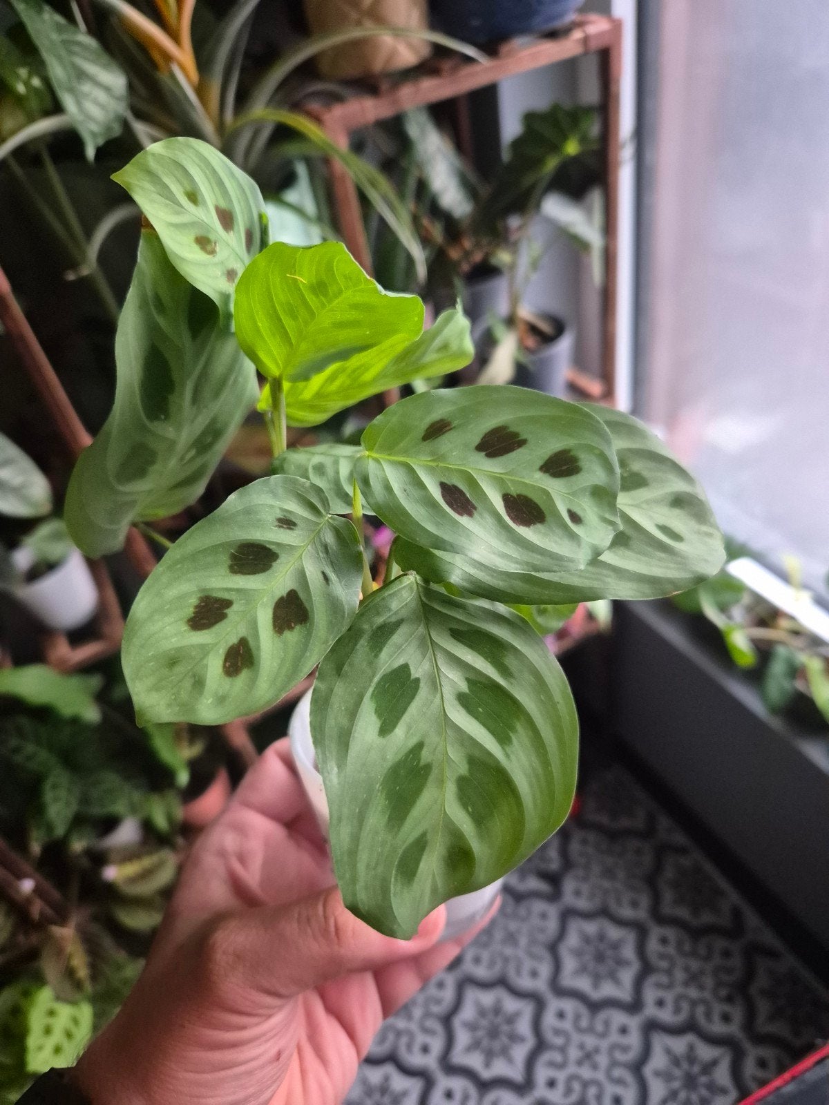 maranta kerchoveana (mogelijks variegated), Maison & Meubles, Enlèvement