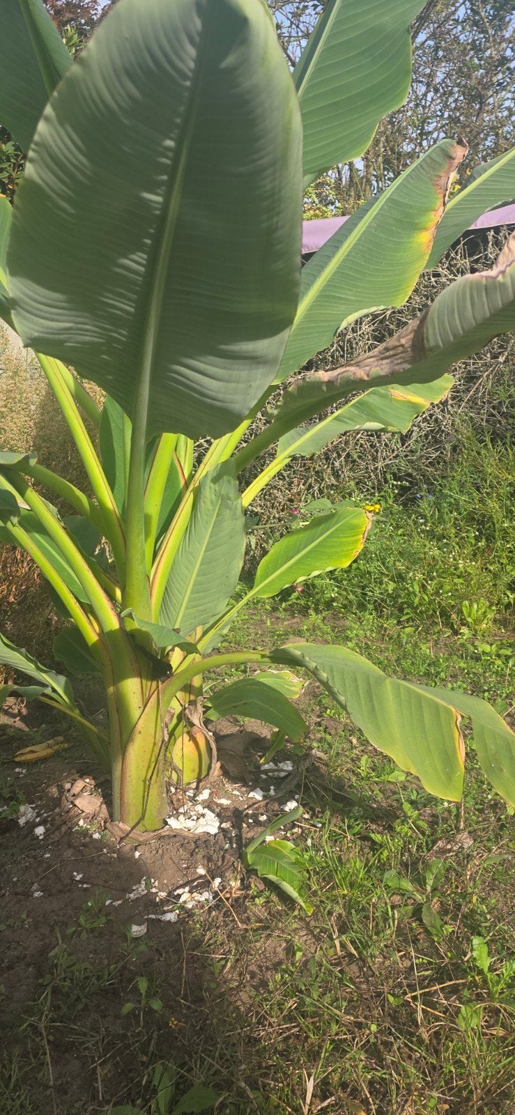 Musella lasiocarpa (Lotus d'or), Musa basjoo, Canna (ou bali, Ophalen