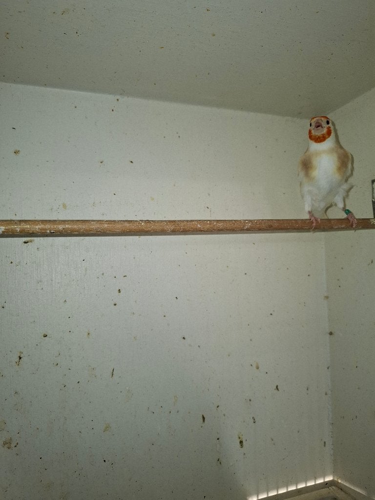 Putters, Dieren en Toebehoren, Vrouwelijk