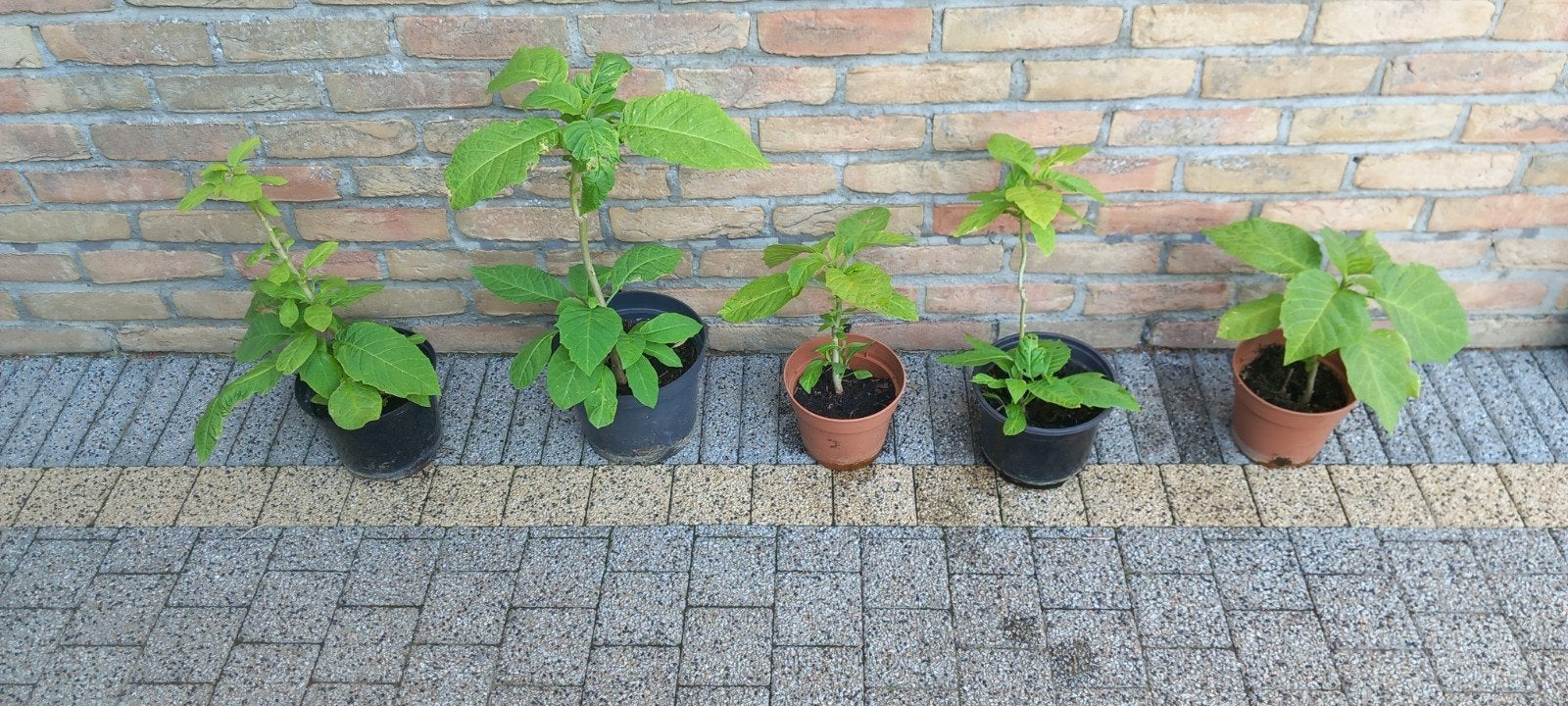 Trompette Datura Brugmansia Angel jaune 30 - 45 cm, Enlèvement ou Envoi, Été, Plante fixe, Plein soleil