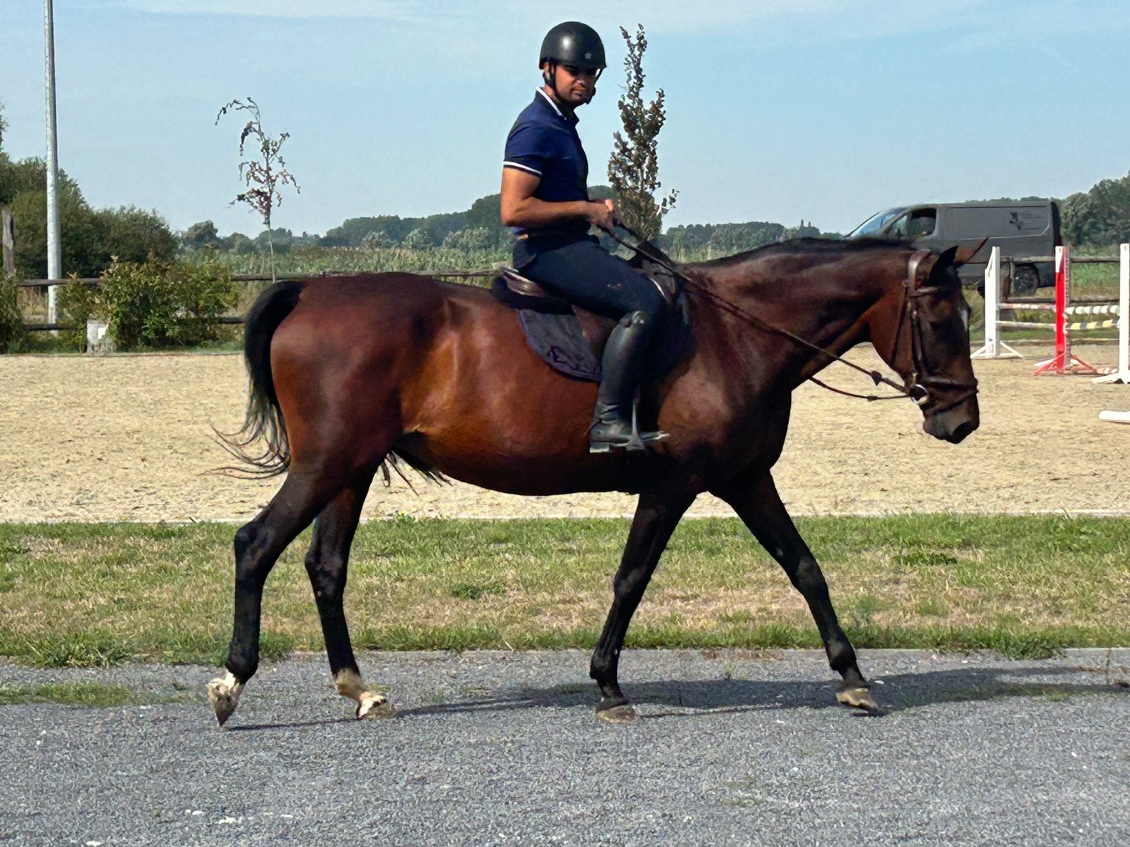 Draver merrie , 14 jaar, Dieren en Toebehoren, Paarden, Merrie