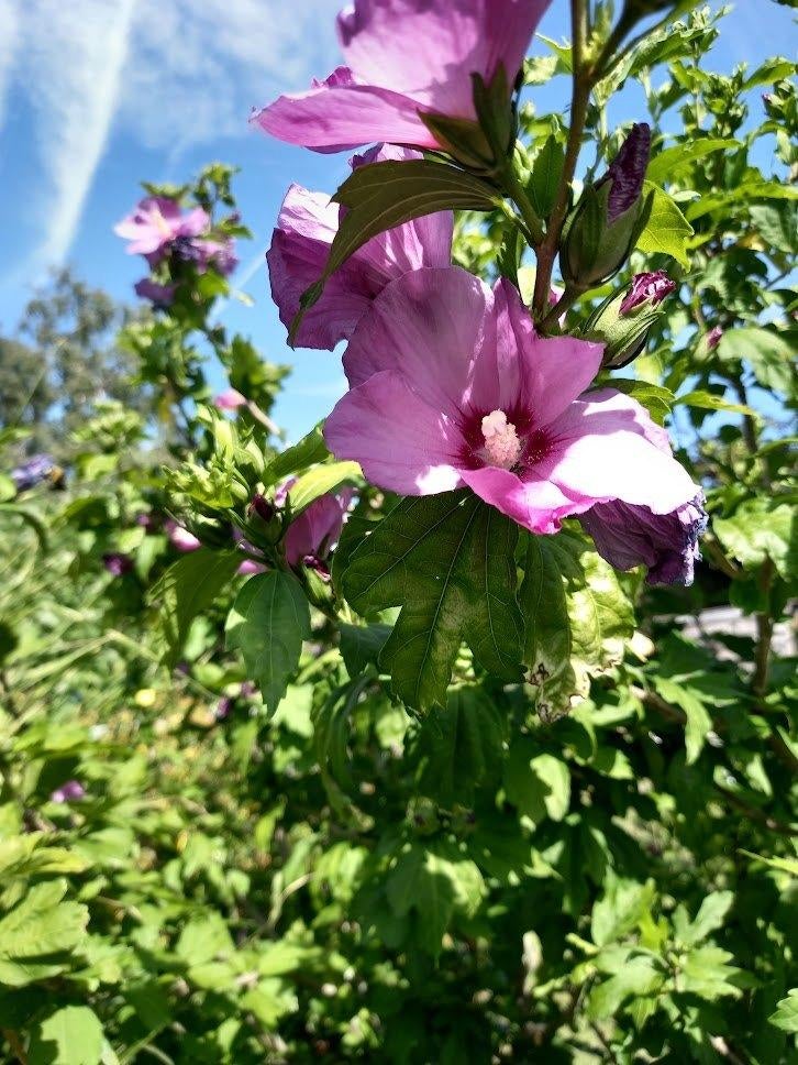 hibiscus stekjes, Ophalen, Zomer, Vaste plant